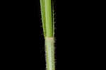 Fuzzy wuzzy sedge